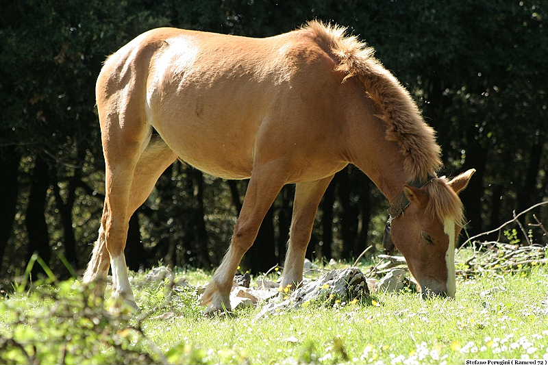 Un Cavallo...No ! ...